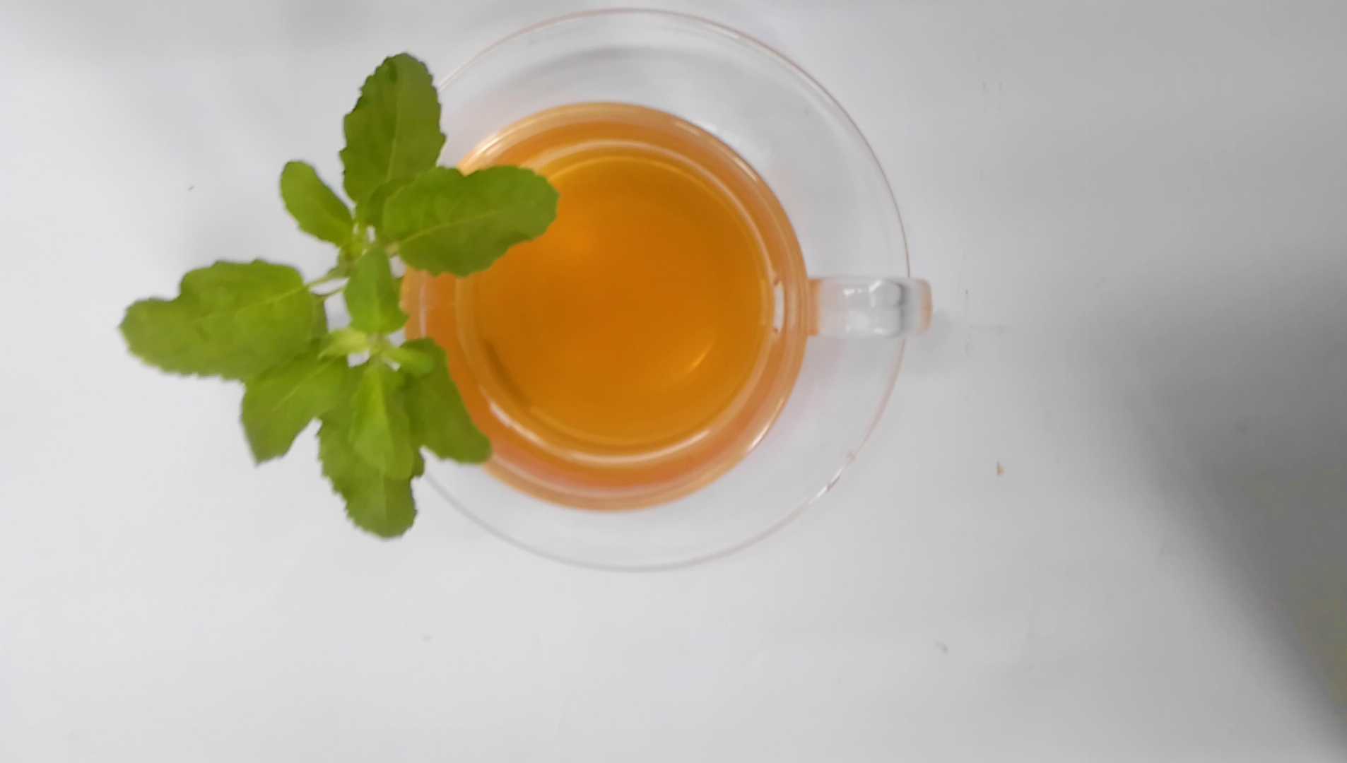 Moringa,tea,collection,